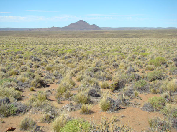 Algunos artículos que debes leer sobre la ecología de tierras secas si no lo has hecho ya