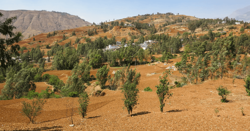 Sobre la restauración de las tierras secas